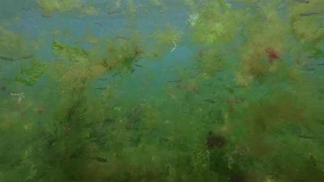 School of Sand Smelt finding protection in floating marine vegetation consisting of various species sea plants of green, brown and red seaweed. Marine life: Atherina sheltering in floating algae mats.