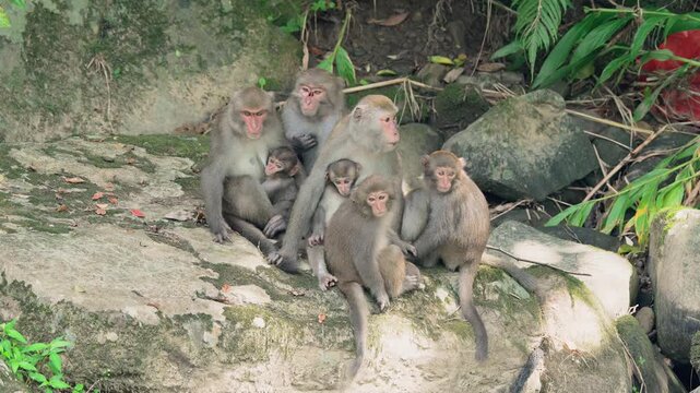 Taiwan macaqaue family social behaviour grooming