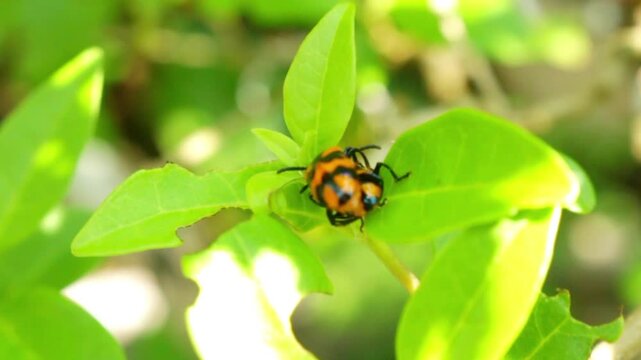Close up of two orange and black spotted beetles mating on a vibrant green leaf in a sunny garden