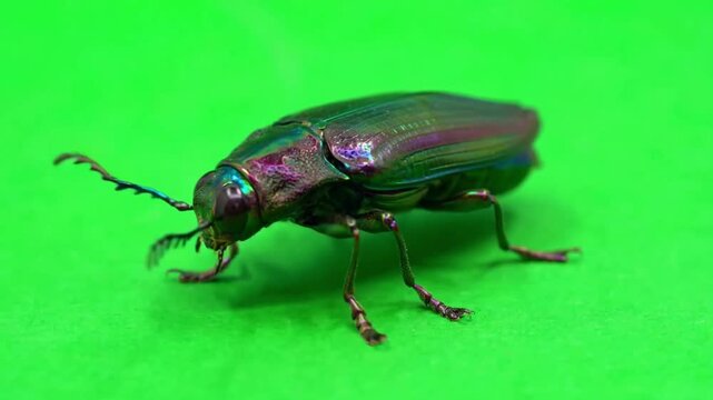 Jewel beetle insect moving on green screen