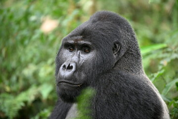 Silverback © Bert