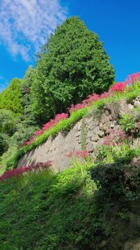 青空と大きな木を背に擁壁に沿って咲く彼岸花、縦位置の秋の風景