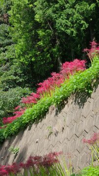 森を背に擁壁の上に連なる彼岸花、縦位置で捉えた秋の山道