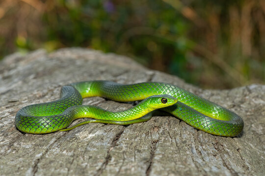 A beautiful Eastern Natal Green Snake (Philothamnus natalensis) coiled on a log in the wild in KwaZulu-Natal, South Africa