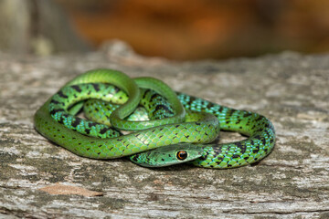 Fototapeta premium A beautiful Spotted Bush Snake (Philothamnus semivariegatus) coiled on a log in the wild in KwaZulu-Natal, South Africa