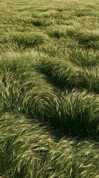 Lush green wheat field swaying gently in the breeze during a bright and sunny summer afternoon