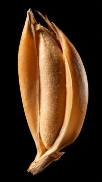 Macro close-up of a single golden wheat grain isolated against a deep black background studio shot
