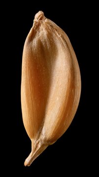 Macro shot of a single raw garlic clove isolated against a solid black background for texture