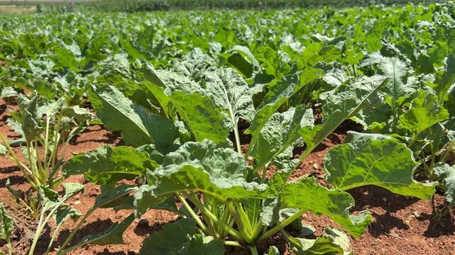 Healthy Sugar Beet Crop Growing in Rural Agricultural Field. High-angle 4K tracking shot of vibrant green sugar beet plants growing in rows on a cultivated farm field. The healthy agricultural crop th