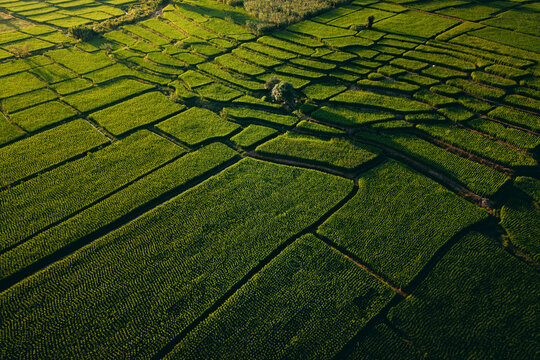 High angle view of geometric green rice paddies pattern in agricultural fields.