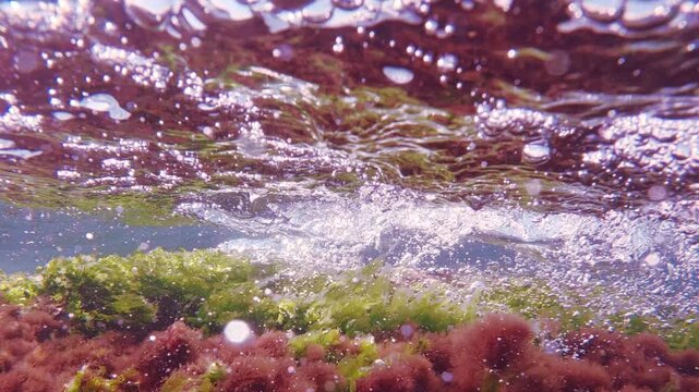 Vibrant green sea laver Ulva and bushy red hornweed waving in strong tidal flow over coastal rock, seaweed reflecting on water surface, bright sunshine spangling on air bubbles. Underwater landscape