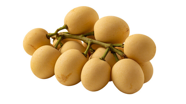 Fresh ripe yellow langsat fruit cluster on a green stem