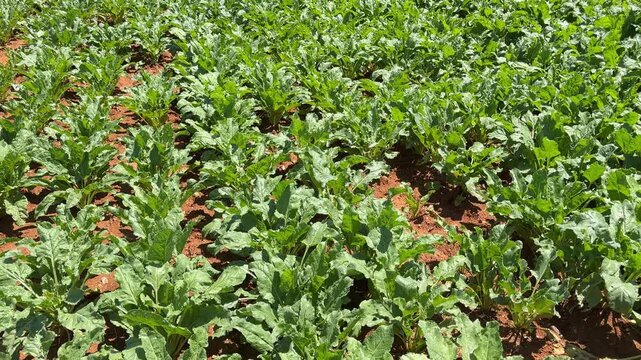 Healthy Sugar Beet Crop Growing in Rural Agricultural Field. High-angle 4K tracking shot of vibrant green sugar beet plants growing in rows on a cultivated farm field. The healthy agricultural crop th