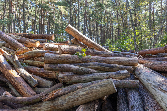 Large pile of cut logs in sunlit forest after tree felling. Concept of deforestation, intensive logging, forest conservation and environmental protection.