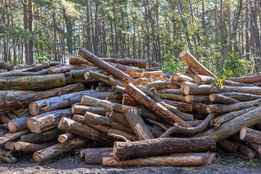Cut log pile in sunlit forest after tree felling and woodland clearing