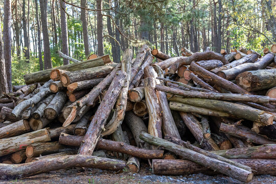 Pile of cut logs and branches in forest after tree felling and forestry work