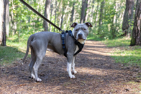 Gray dog, American Staffordshire Terrier, on leash standing on forest trail during outdoor walk