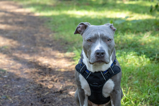 Close up portrait of gray American Staffordshire Terrier dog in forest with copy space