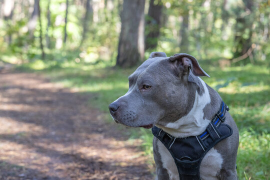 Close up portrait of gray American Staffordshire Terrier dog looking aside in forest with copy space