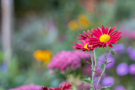 Close up of red garden flowers with blurred background and copy space in summer