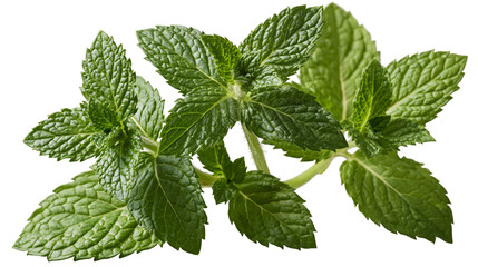 Fresh green peppermint sprig with serrated leaves and aromatic stems © Anouk