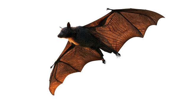Large flying fox bat with dark fur and expansive brown leathery wings