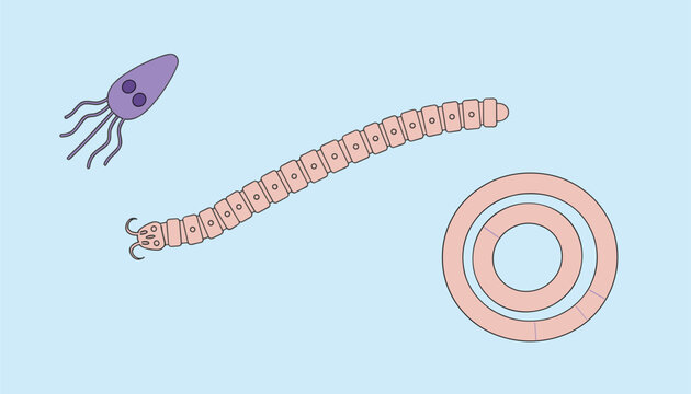 Microscopic view of various biological organisms including a paramecium and segmented worms floating on light blue.