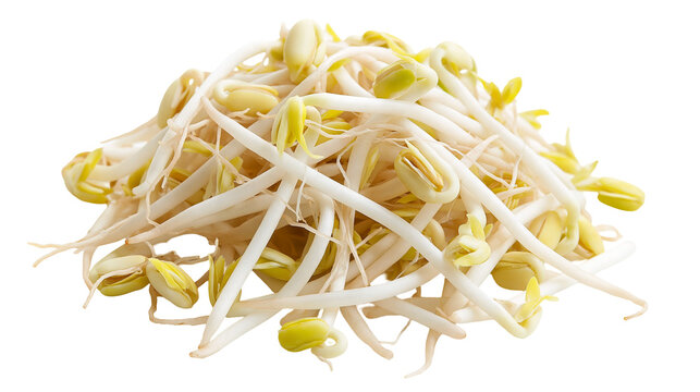 Fresh raw mung bean sprouts pile
