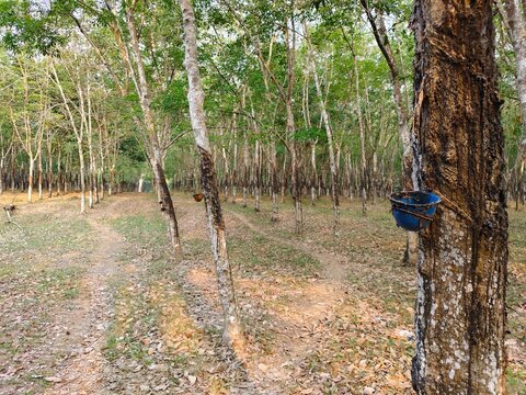 Lush rubber tree plantation with rows of trees and fallen dry leaves on the ground on a sunny day