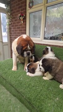 Majestic Saint Bernard dog sitting proudly beside adorable playful puppies on green artificial turf during sunny outdoor video footage clip