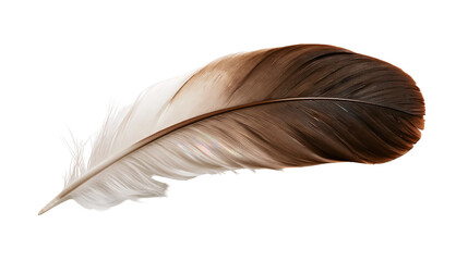 Single brown and white bird feather with soft downy texture © Asmud