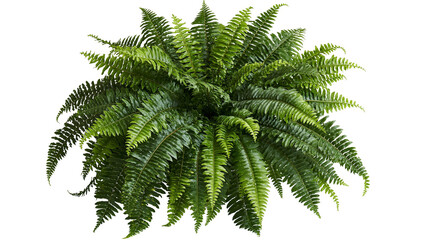 Lush green Boston fern plant with feathery fronds and dense foliage © Asmud