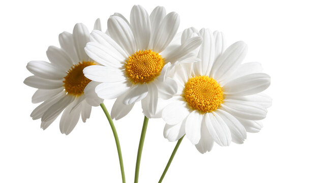 Three fresh white daisy flowers with yellow centers and green stems