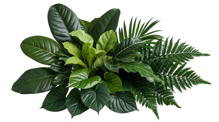 Lush tropical foliage arrangement with dark green philodendron and fern leaves © Asmud