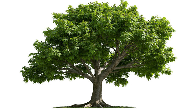 Large mature maple tree with dense green foliage and textured bark