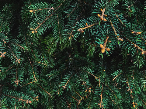 Real dark green spruce branches in a dense needle texture. Drops into a biological growth and winter forest ecology composition christmas holiday background with copy space on a deep shadow setting.