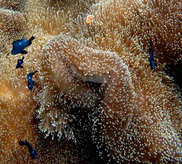 Philippine's sea life © Brian