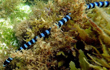 Philippine's sea life © Brian