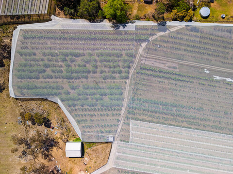 Aerial view of an orchard covered with protective netting, featuring rows of fruit trees, dirt access paths, and surrounding rural landscape in The Summit, Queensland, Australia.
