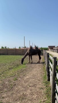 Vertical full shot of a two humped Bactrian camel grazing near a wooden fence at a farm zoo