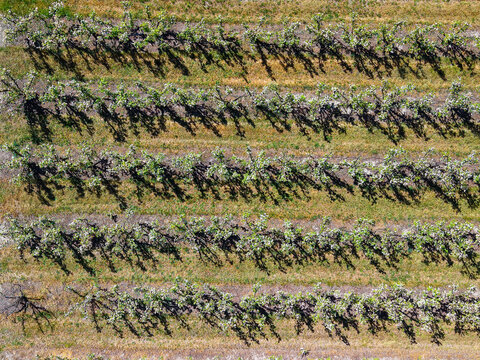 Aerial view of an orchard with rows of fruit trees casting long shadows on the ground in The Summit, Queensland, Australia.