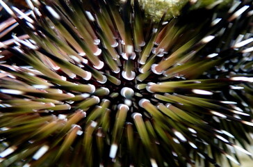 Philippine's sea life © Brian