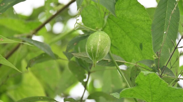 Trichosanthes dioica. Its commonly known as pointed gourd or parwal. It is a tropical, perennial climbing vine native to the Indian subcontinent that is widely cultivated for its nutritious.