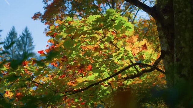 Fall maple leaves tree canopy changing colors from green to orange against a clear blue sky. Handheld pan shot from left to right looking up at vibrant autumn foliage in the woods.