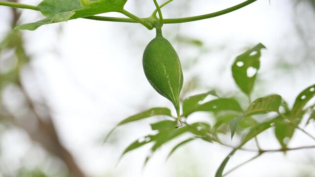 Trichosanthes dioica. Its commonly known as pointed gourd or parwal. It is a tropical, perennial climbing vine native to the Indian subcontinent that is widely cultivated for its nutritious.