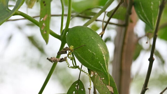 Trichosanthes dioica. Its commonly known as pointed gourd or parwal. It is a tropical, perennial climbing vine native to the Indian subcontinent that is widely cultivated for its nutritious.
