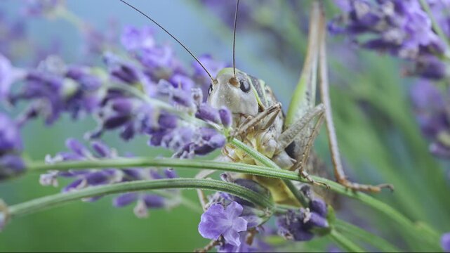 Frontal portrait of grasshopper showcasing its face and long antennae on lavender flowers against soft, blurred blue background. Close-up of big bush-cricket on vibrant violet Lavandula blossoms