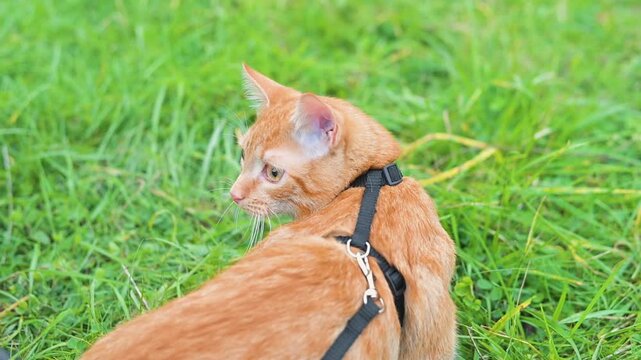A cat with orange fur is on a harness, moving through a grassy area. The cat turns its head and looks around while cautiously exploring its surroundings