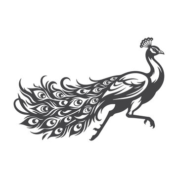 Black and white peacock silhouette illustration on a white background