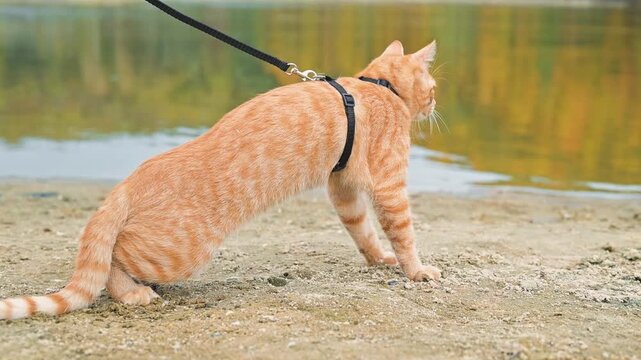 An orange tabby cat is on a leash, cautiously leaning forward as it investigates the water's edge. The surrounding area features greenery and trees, providing a vibrant natural backdrop